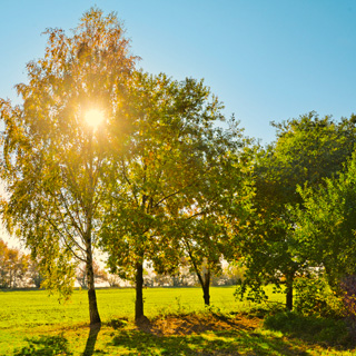 Gedenkbaum-Gruppe von Sabrina Timm-Bonsack für Hans-Wilhelm Bonsack 